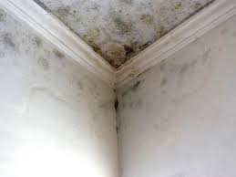 Reliable Chillicothe, IL Mold Removal Services Solutions